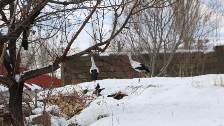 Yüksekova’da 23 yıldır göç etmeyen leyleklere yenileri eklendi