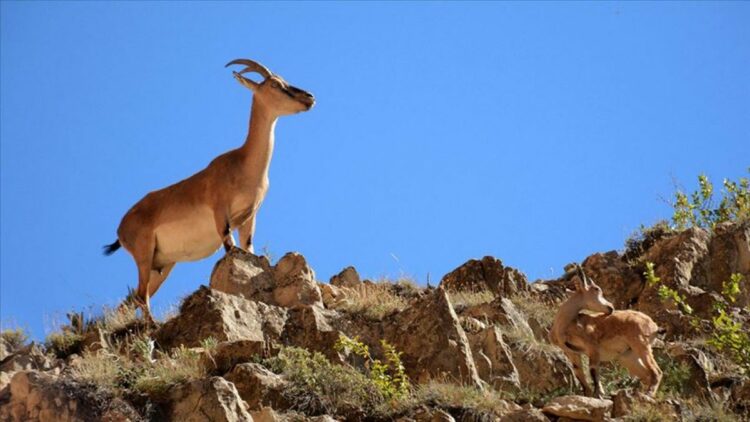Yaban keçisi vuran avcıya 996 bin TL ceza