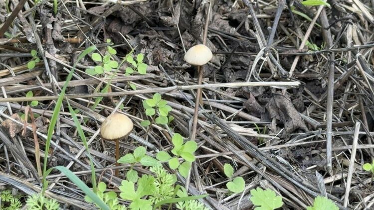 Yenilebilir olduğu düşünülen her 3 mantardan 1'i sizi hastanelik edebilir
