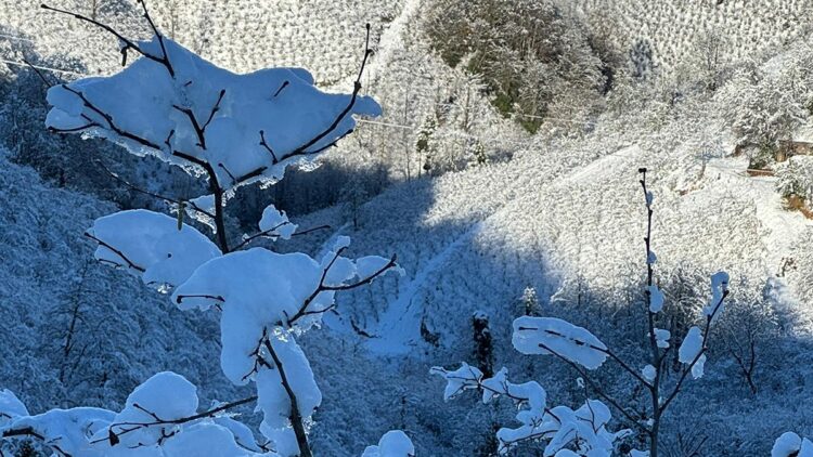 Yüksek kesimlerdeki kar yağışı fındığa yaradı