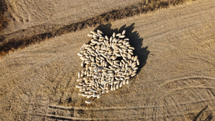 10 sene sonra çoban bulmakta çok zorlanacağız