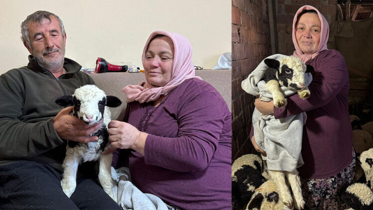 1 haftalık kuzuya evde bebek gibi bakıyorlar