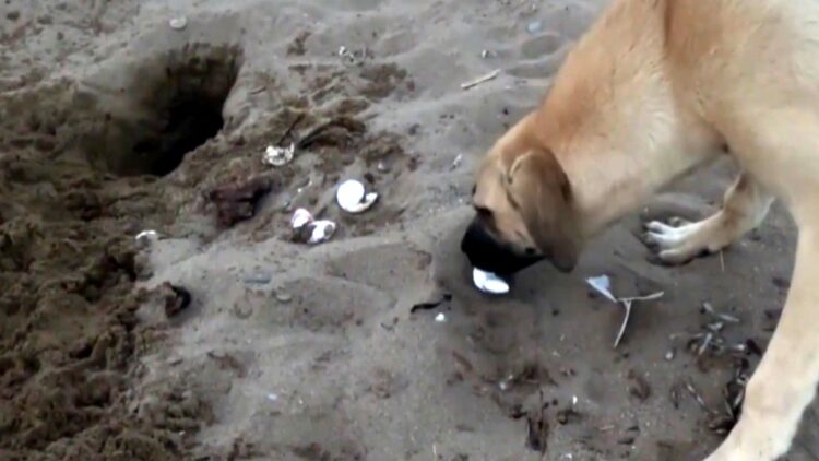 2025'te her 10 caretta yuvasından 1'i tahrip oldu