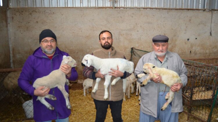 3 kuşaktır koyun yetiştiriyorlar