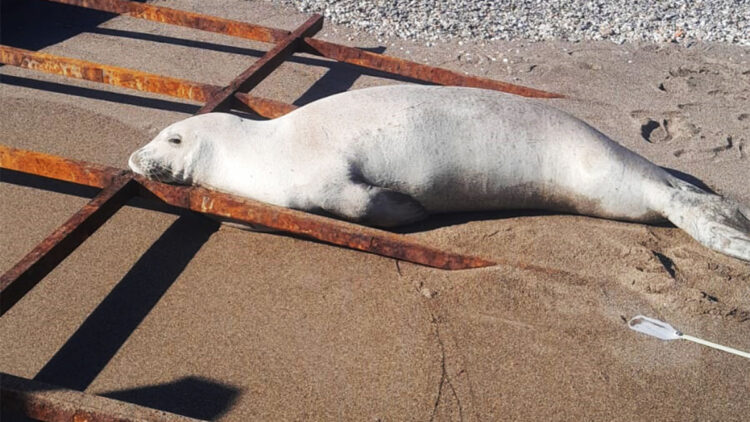 Akdeniz foku karaya çıktı