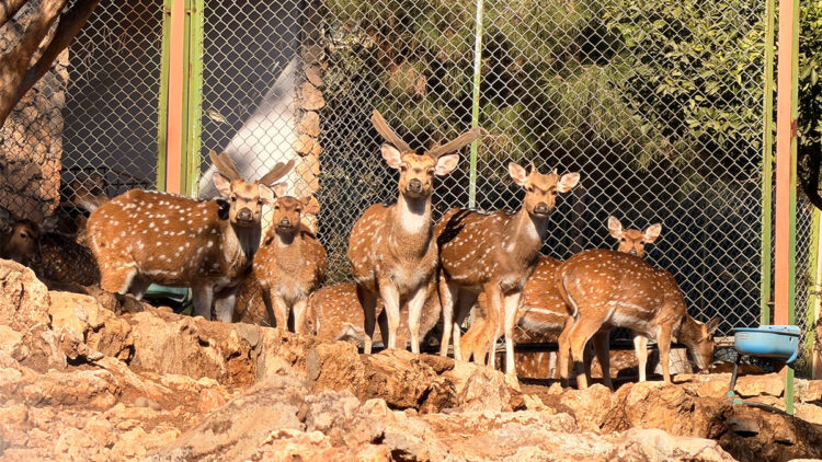 Antalya Doğal Yaşam Parkı'nda 2026 yılının ilk yavrusu dünyaya geldi