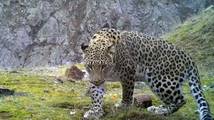 Anadolu parsına zarar vermenin cezası 45 milyon TL