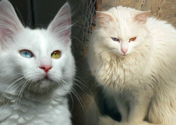 Bir gözü mavi, diğeri kehribar; Aslı Angaralı, ruhu canavar!