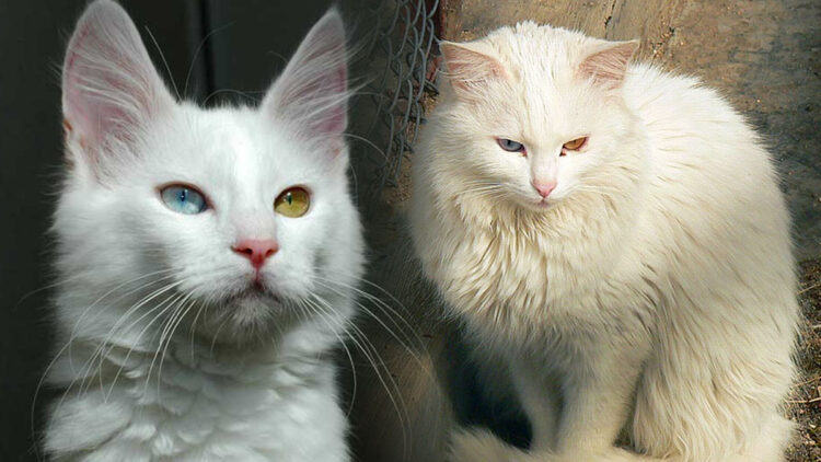 Bir gözü mavi, diğeri kehribar; Aslı Angaralı, ruhu canavar!