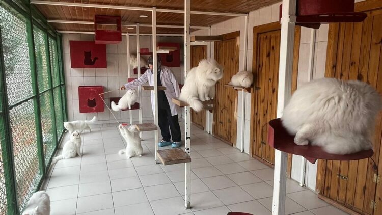Ankara kedisini yaşatan merkezden 700'e yakın sahiplendirme
