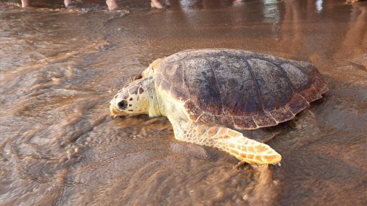 Arka yüzgeci ampute edilen 'Atlas', dünyayı dolaşıyor