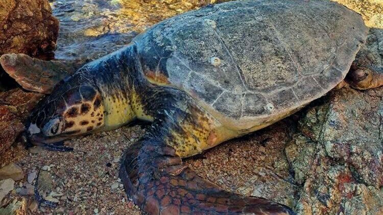 Ayvalık'ta kıyıya ölü deniz kaplumbağası vurdu