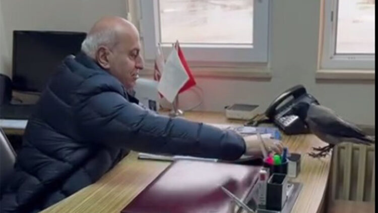 Beşikdüzü Belediye Başkanı odasına giren kargayı besledi