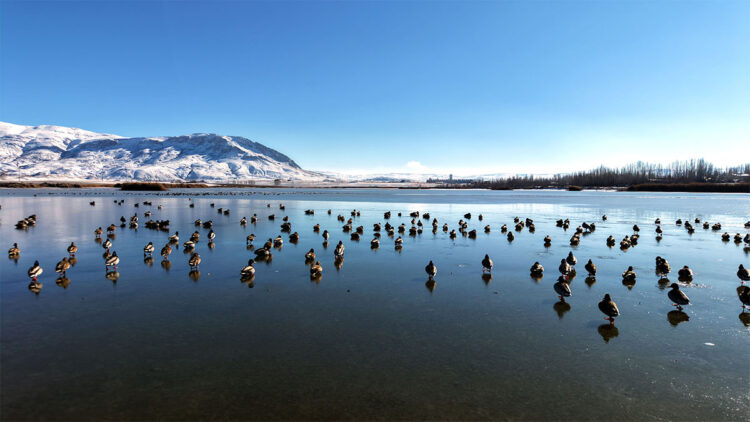 Ulaş Gölü'nde yeşilbaş ve elmabaş patka ördekleri su birikintilerine sığındı