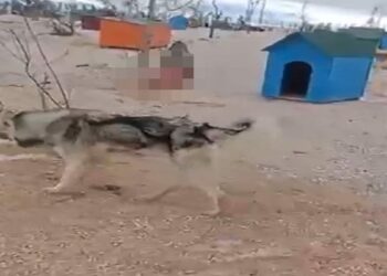 Barınakta aç kalan köpeklerin, başka köpeği yediği iddiası