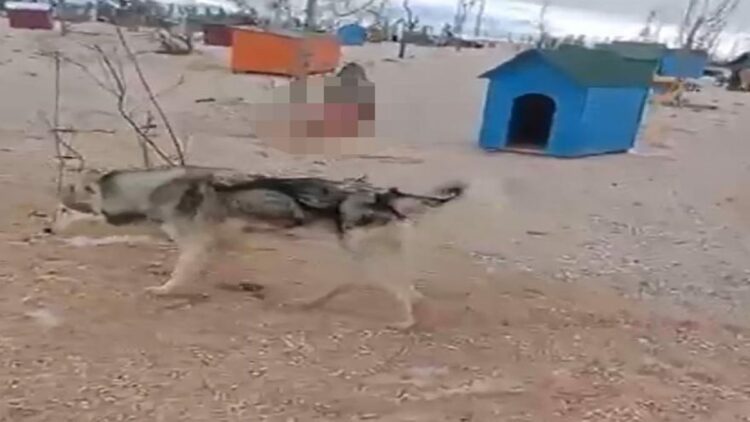 Barınakta aç kalan köpeklerin, başka köpeği yediği iddiası