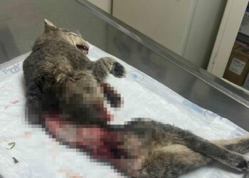 Bodrum'da kedi derisi yüzülmüş, kuyruğu kesilmiş halde ölü bulundu