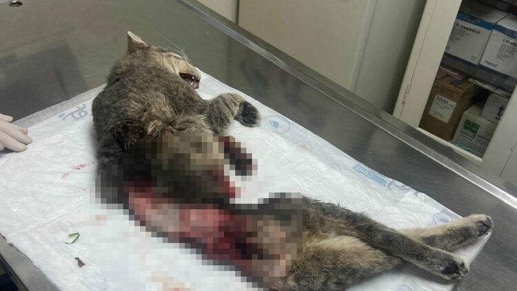 Bodrum'da kedi derisi yüzülmüş, kuyruğu kesilmiş halde ölü bulundu