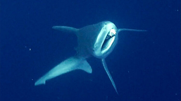 Dalgıçlar camgöz köpek balığını özgürlüğüne kavuşturdu