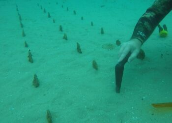 Çanakkale Boğazı'nda nesli tehlike altındaki pinnalar yeniden yetişiyor