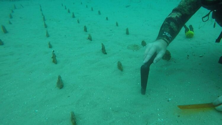 Çanakkale Boğazı'nda nesli tehlike altındaki pinnalar yeniden yetişiyor