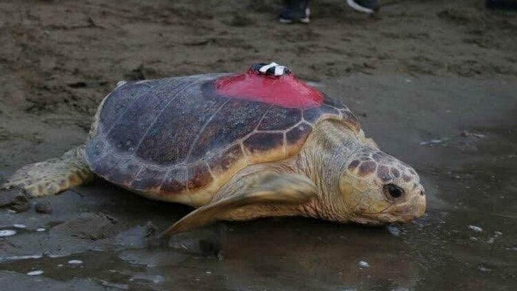 Caretta caretta 'Tuba', 5 ayda 10 bin kilometre katetti