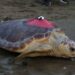 Caretta caretta 'Tuba', 5 ayda 10 bin kilometre katetti