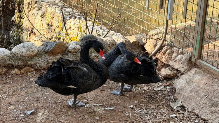 Siyah kuğular kuluçkaya yattı