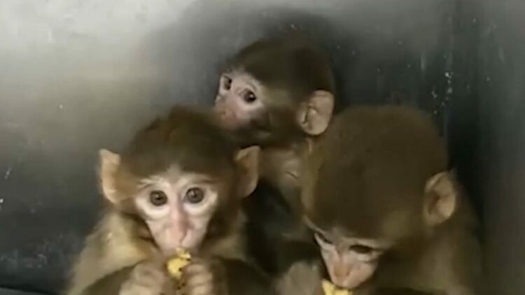 Denetimde ele geçirilen 3 makak maymunu koruma altına alındı
