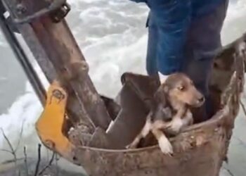 Dere yatağında mahsur kalan yavru köpek kurtarıldı
