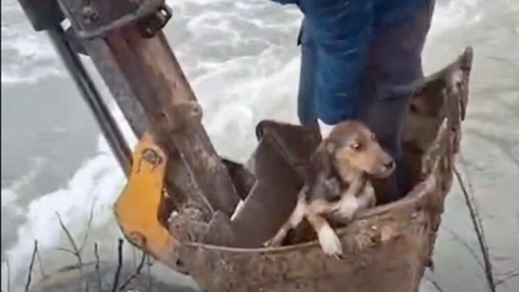 Dere yatağında mahsur kalan yavru köpek kurtarıldı