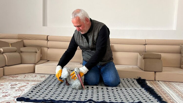 Donmak üzereyken bulduğu leyleği evinde hayata döndürdü