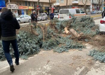 Eskişehir'de kuvvetli rüzgar ağaçları devirdi