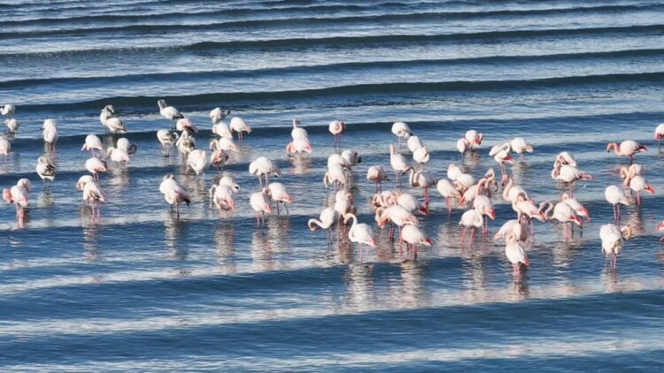 Flamingolar kış manzarasında güzel görüntüler oluşturdu