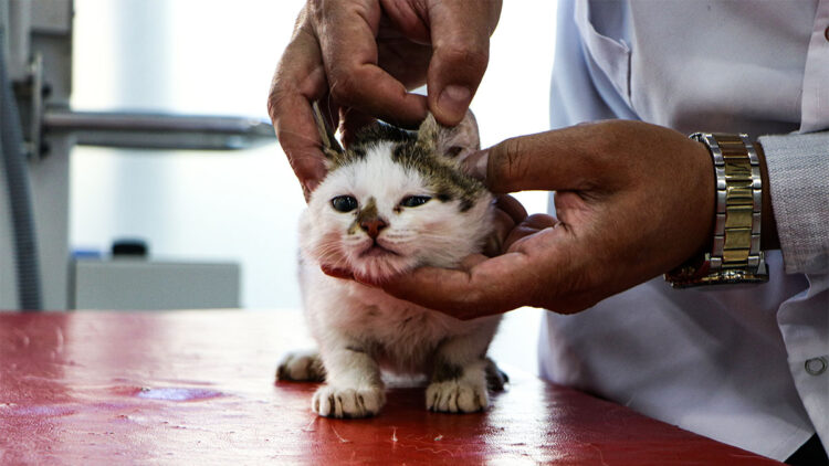 hayvan hastanelerinin sayısı artıyor