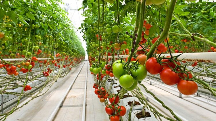 HEKTAŞ, ESG derecelendirmesinde ikinci olduğunu duyurdu