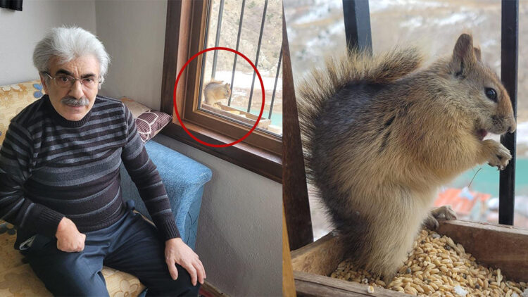 Her gün evinin camına gelen sincabı besliyor