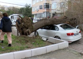 İstanbul'da lodos; ağaç 4 aracın üzerine devrildi