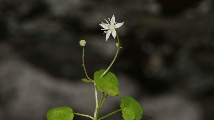İzmir'de endemik bitki türü keşfedildi; İzmir göbek otu