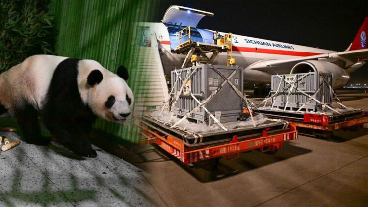 Japonya'daki dev pandalar Çin'e döndü