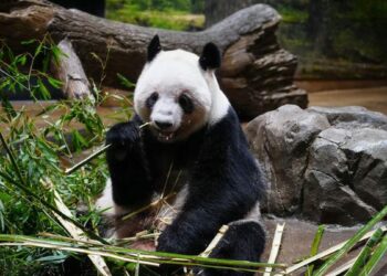 Japonya, iki dev pandayı Çin'e geri yolluyor