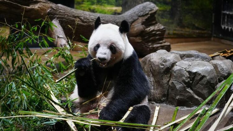 Japonya, iki dev pandayı Çin'e geri yolluyor