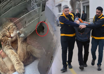 Kamyonetiyle kediyi ezen sürücüye hayvan barınağında çalışma cezası