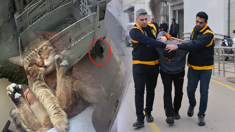 Kamyonetiyle kediyi ezen sürücüye hayvan barınağında çalışma cezası