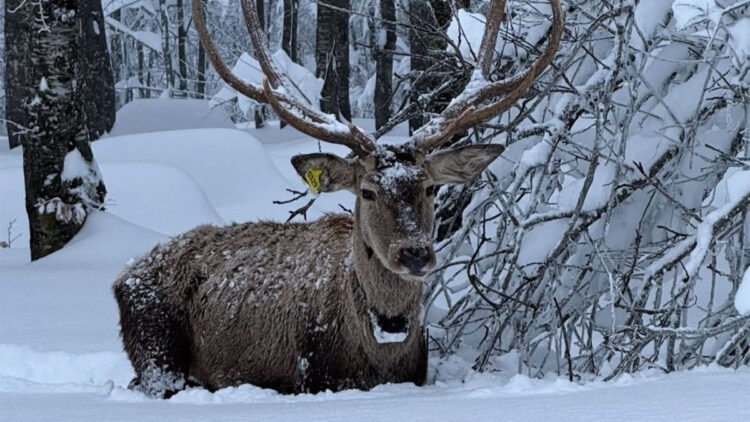 Kuzuyayla Tabiat Parkı'nda kızılgeyik görüntülendi
