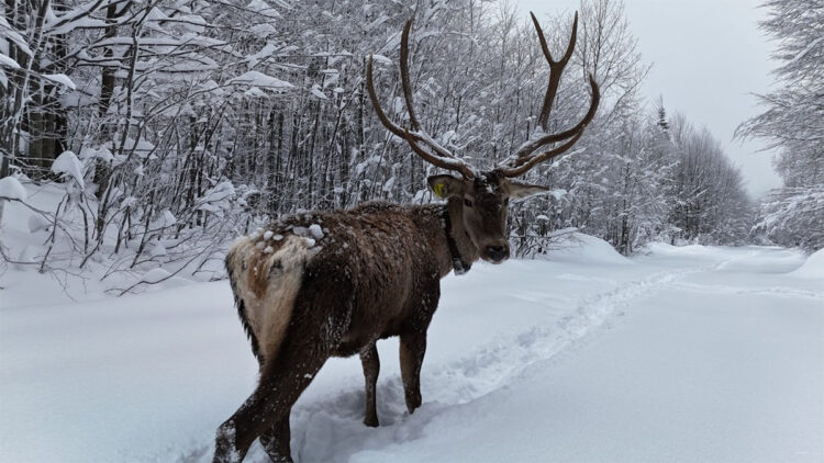 Kuzuyayla Tabiat Parkı'nda kızılgeyik görüntülendi