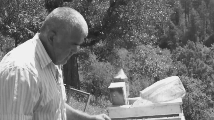 Kestiği ağacın altında kalan Hakkı Ünal hayatını kaybetti