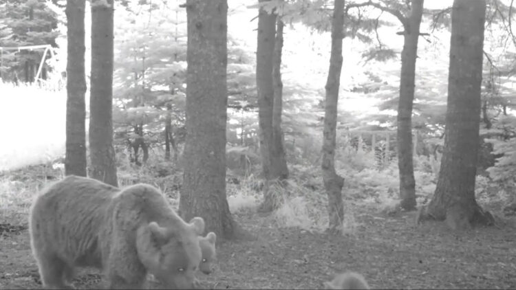 Kış uykusuna yatmayan anne bozayı fotokapana yansıdı