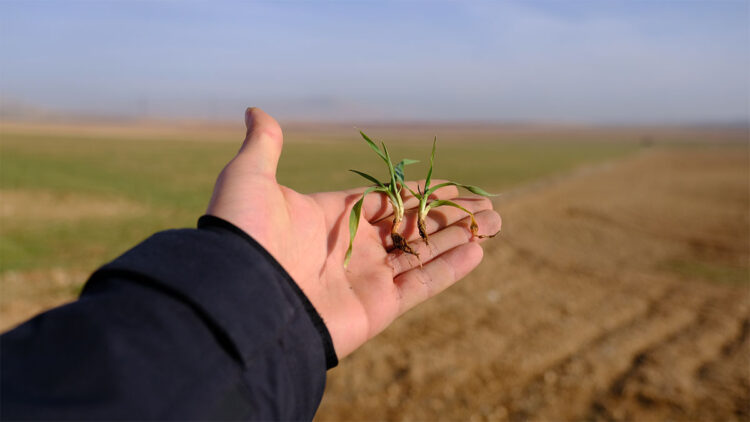 Konya Ovası'ndaki son yağışlar çiftçiyi umutlandırdı