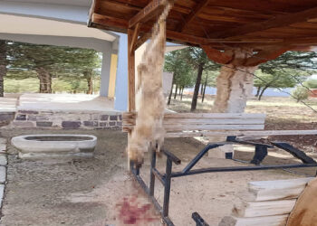 Vahşetin adresi Bolvadin: Köpek işkence yapılarak öldürüldü